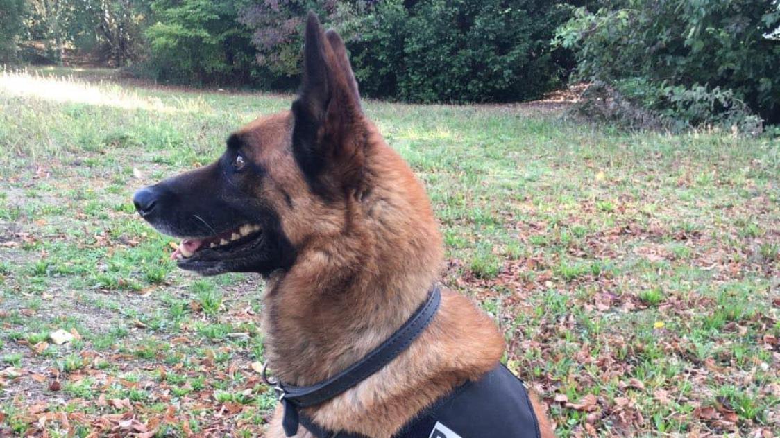 Sac pour chien gucci sales